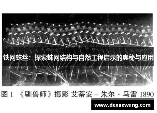 铁网蛛丝：探索蛛网结构与自然工程启示的奥秘与应用